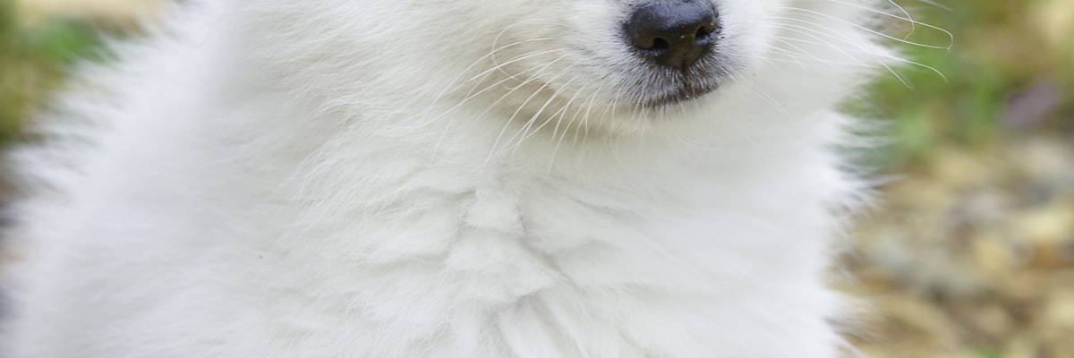 Happy pets with ABSC CBD products