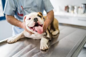 Dog Checkup