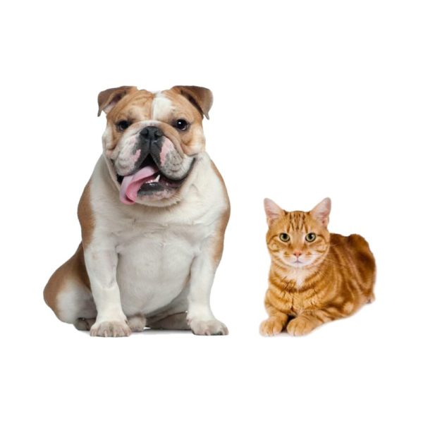 600mg cbd oil for medium dogs and cats