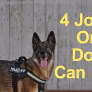 4 Jobs Only Dogs Can Do