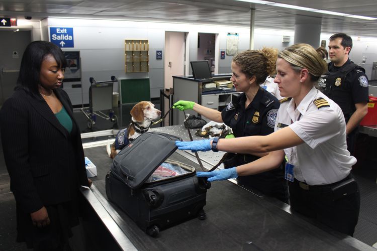 Detection dog airport customs border control