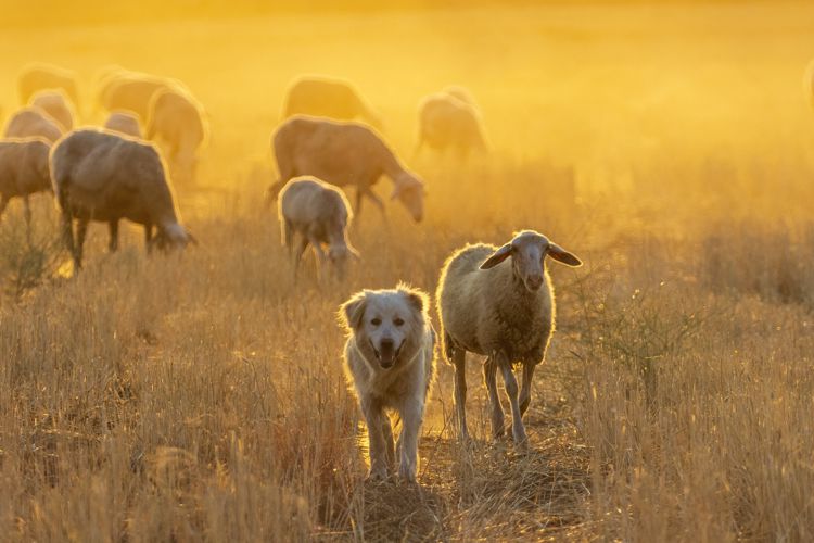 Herding dog with sheep