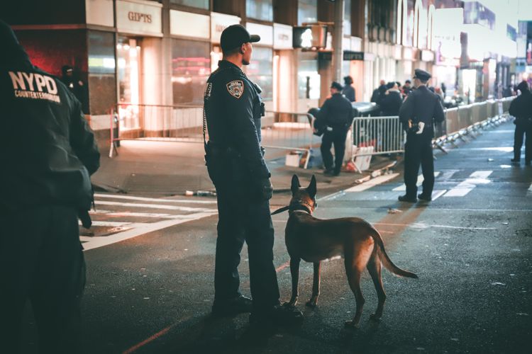 Police dog German shepherd
