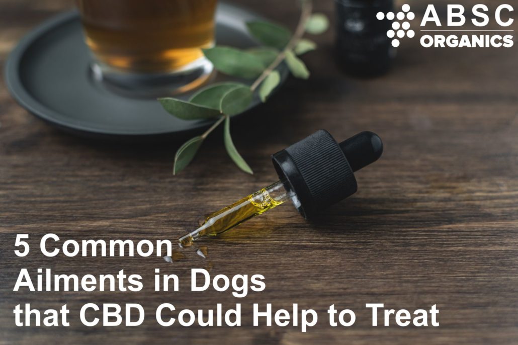 CBD oil to treat dogs