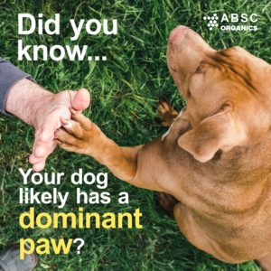 Dogs, like humans, can have a dominant paw.