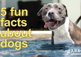 5 fun facts about dogs from ABSC Organics