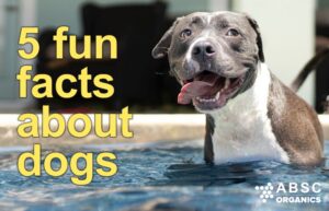 5 fun facts about dogs from ABSC Organics