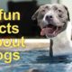 5 fun facts about dogs from ABSC Organics