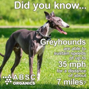 Greyhounds can run at about 35 mph for up to 7 miles