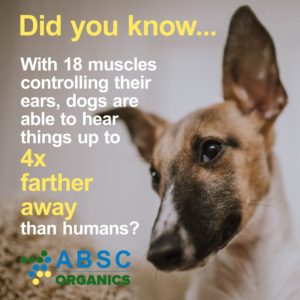 Dogs can hear things up to 4 times farther away than humans