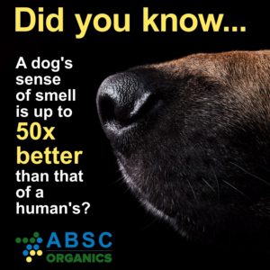 A dog's sense of smell is up to 50x better than that of a human