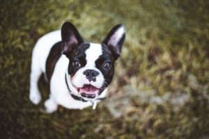 Best CBD for Pets
