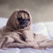 How Much CBD for Dog with Anxiety