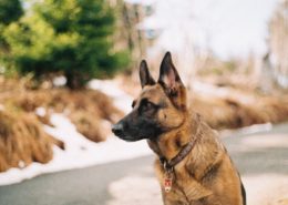 CBD for dogs anxiety