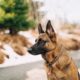 CBD for dogs anxiety