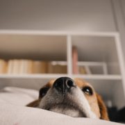 CBD for Dogs with Seizures