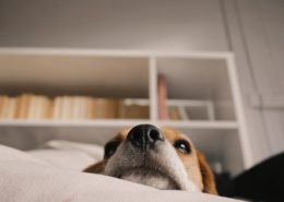 CBD for Dogs with Seizures