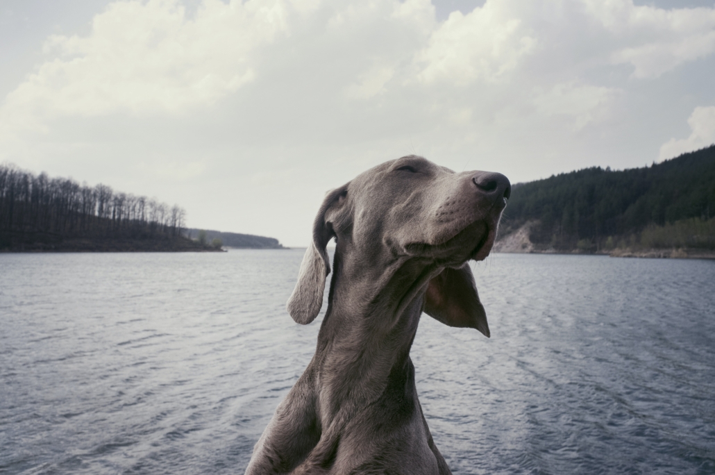 CBD for Dog Pain Relief